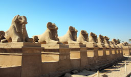 Statues of Sphin - Luxor, Egypt